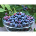 100% Pure European Bilberry Extract